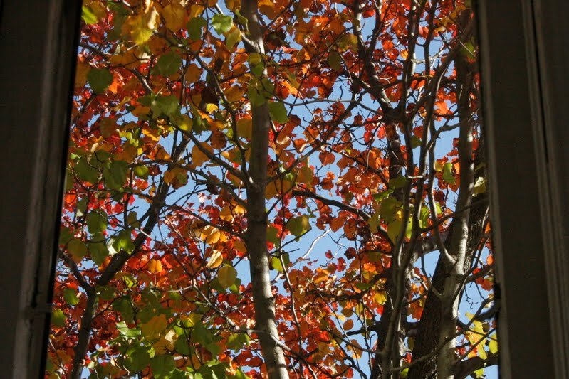tree