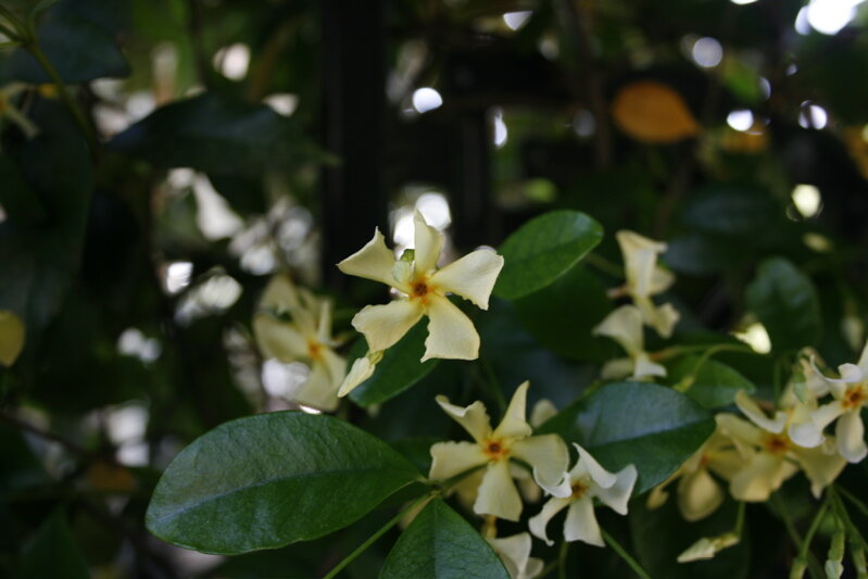 jasmine