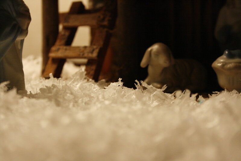 lamb