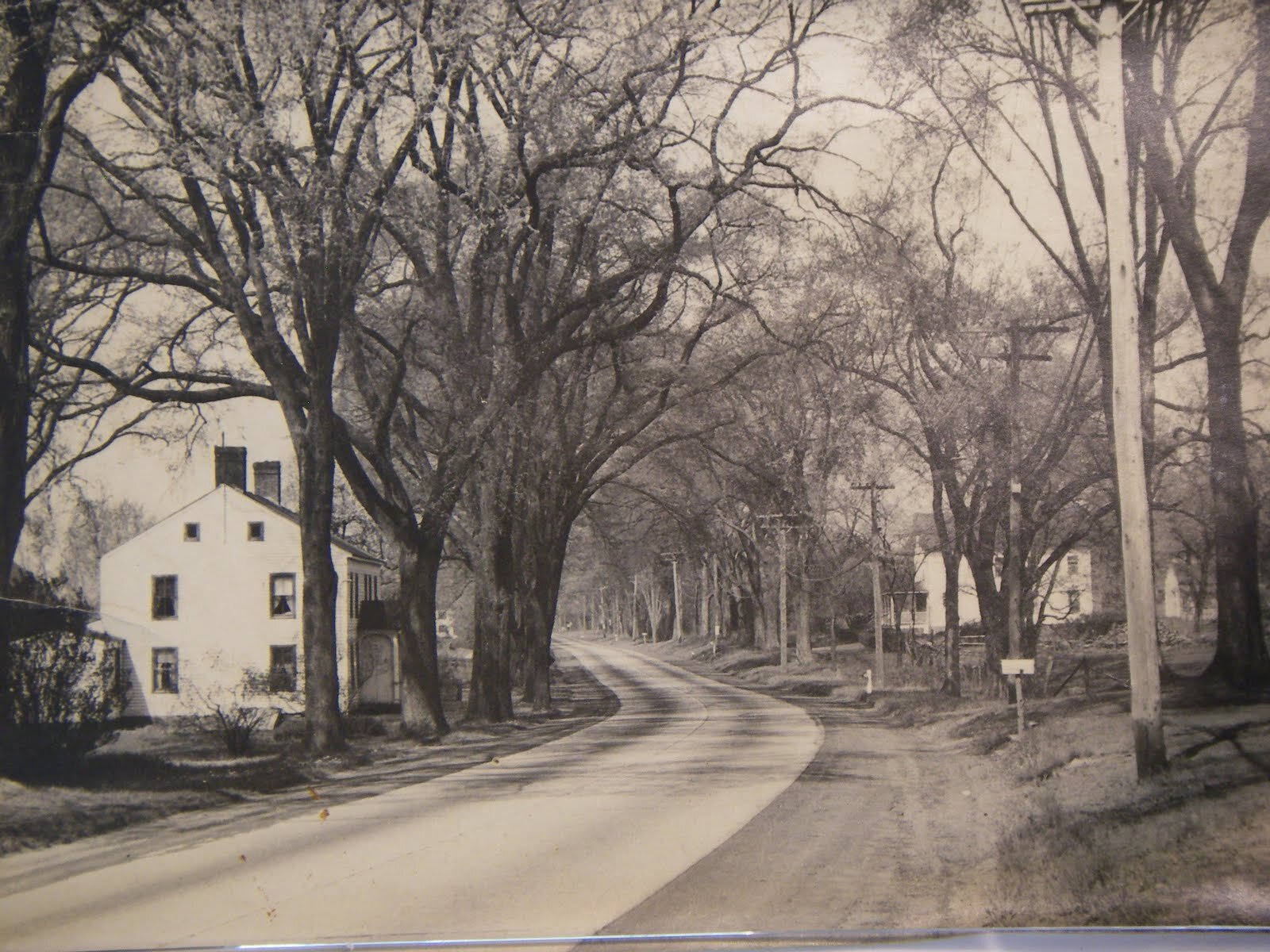 Madison House with Elm Trees