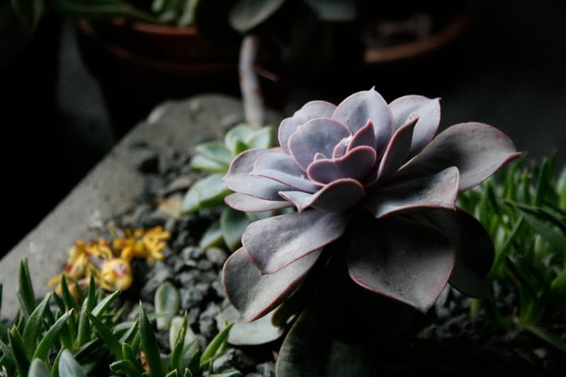 succulent