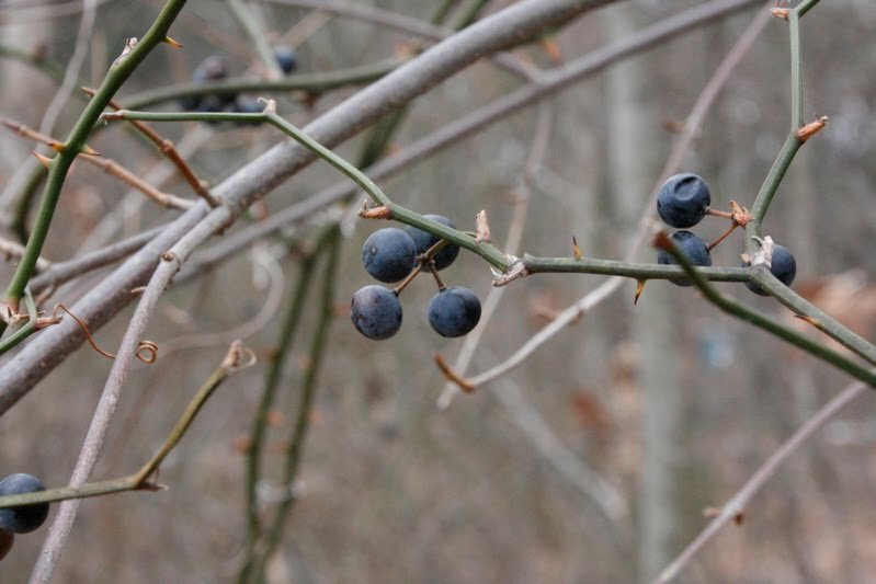 berries (1)