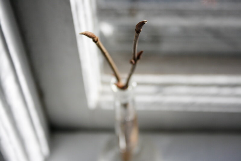buds