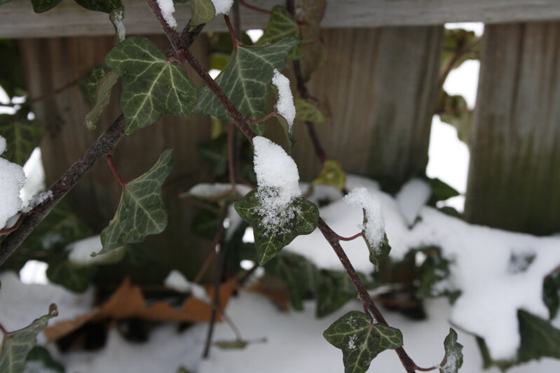 ivy