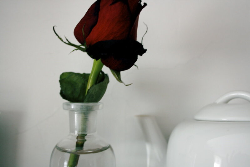 rose