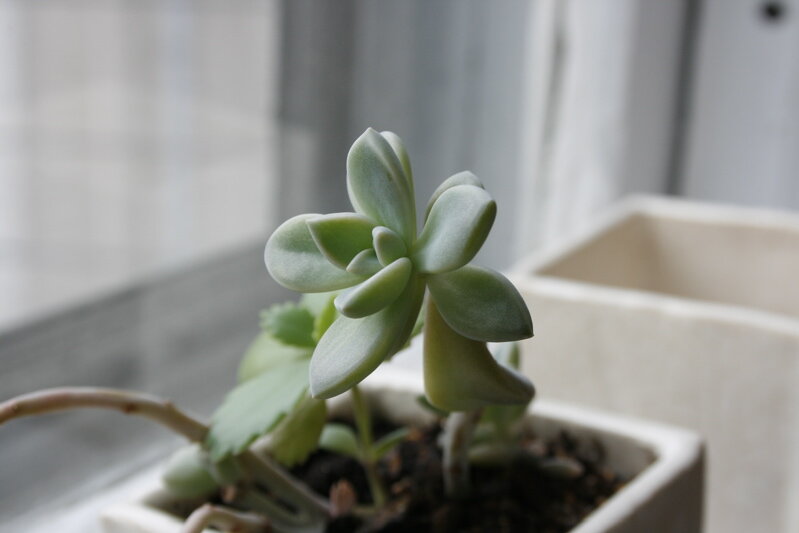 succulent