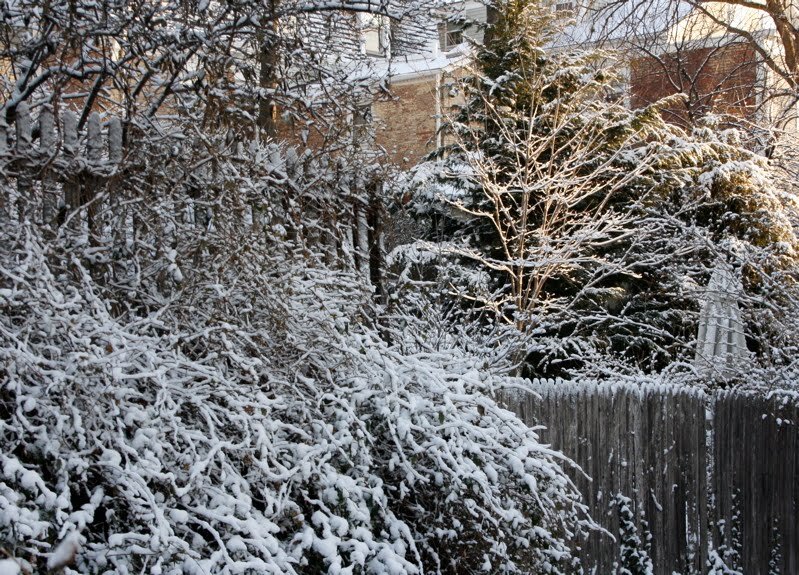 yard