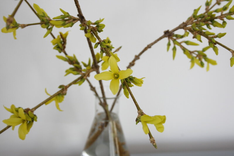 forsythia