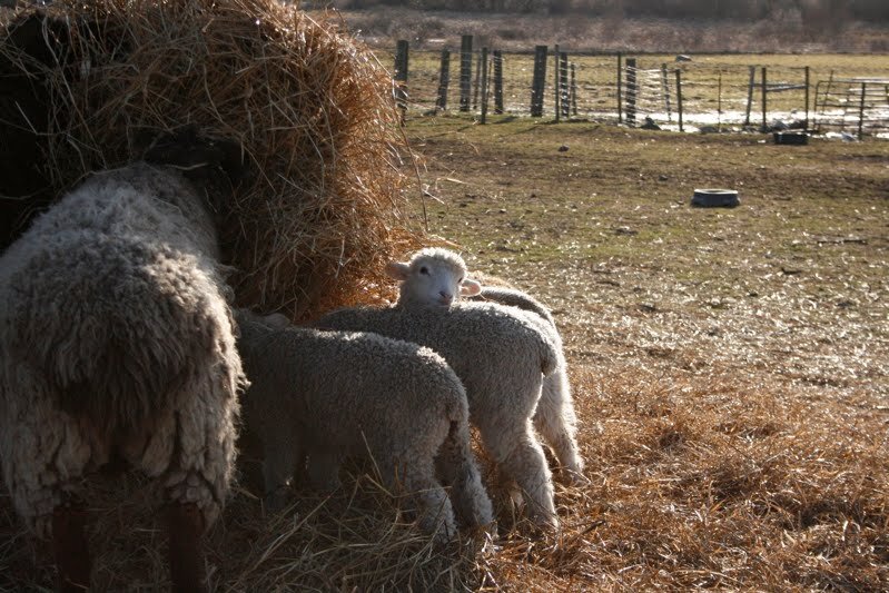 lamb