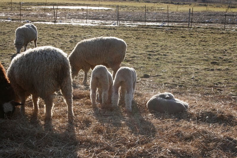 lambs
