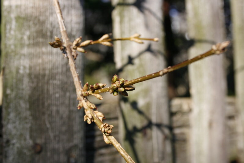 spring1