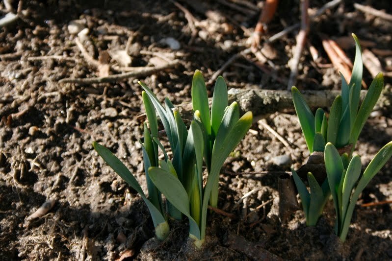 spring3