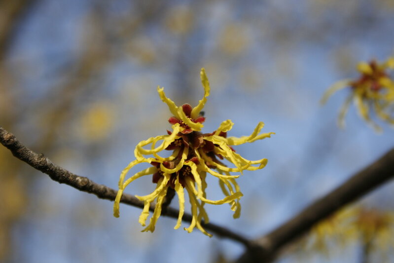spring4