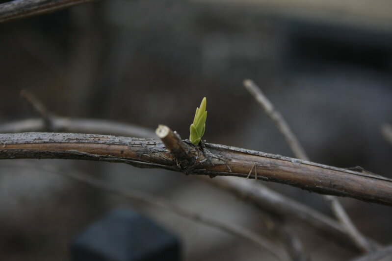 spring7