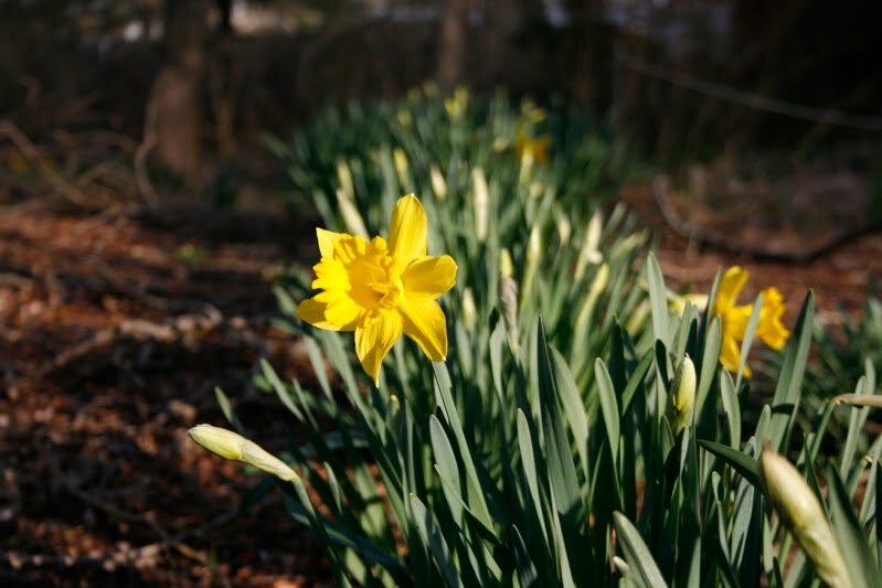 daffodil1