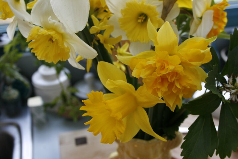 daffodil4