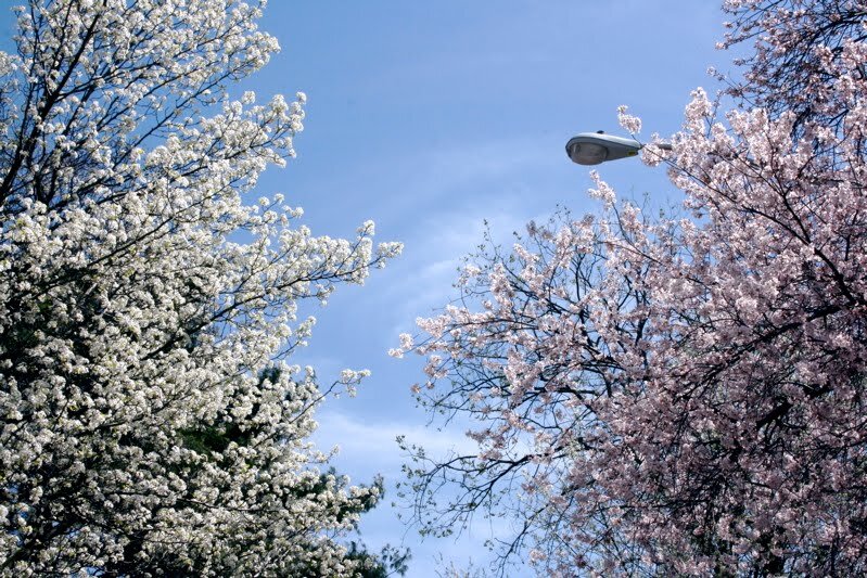 whiteandpink