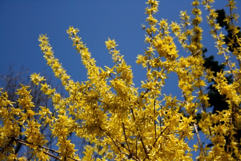 yellow (1)