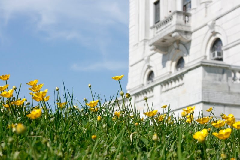 buttercups