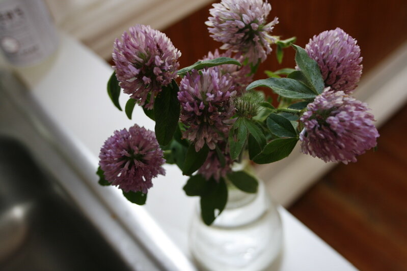 clover