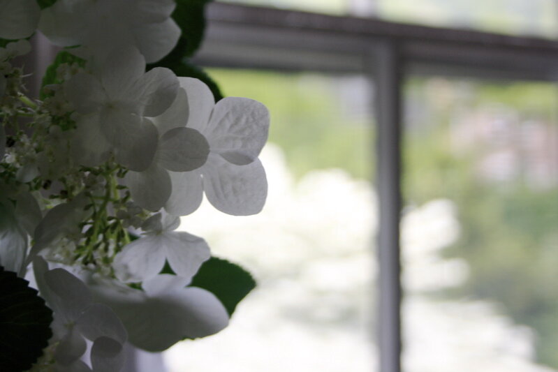 white flowers