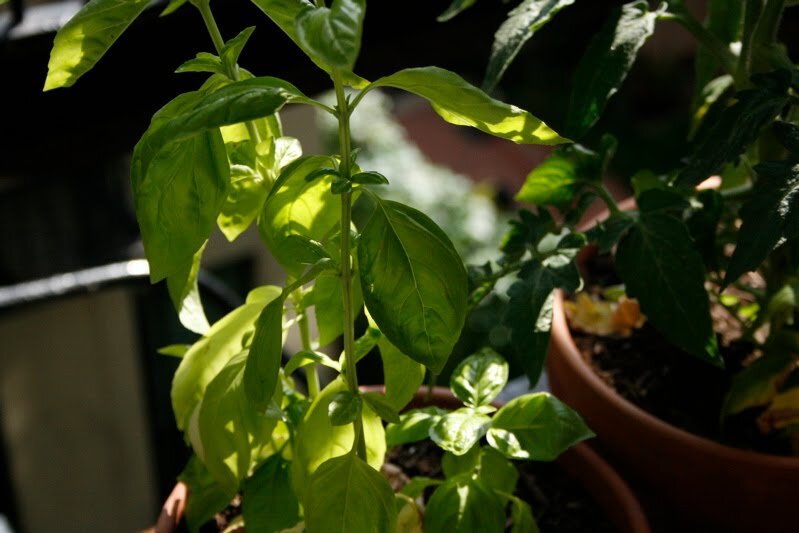 basil