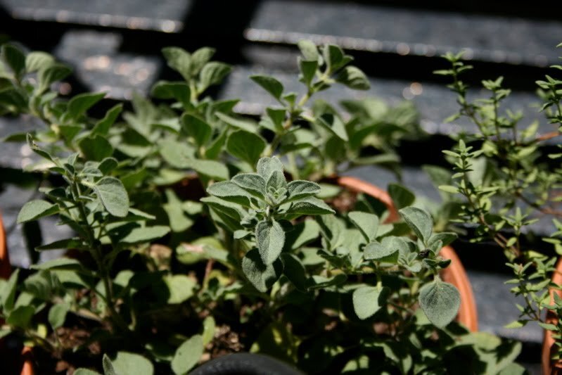 oregano