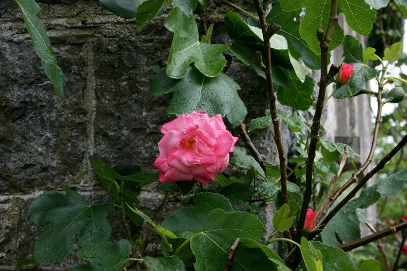 pinkrose