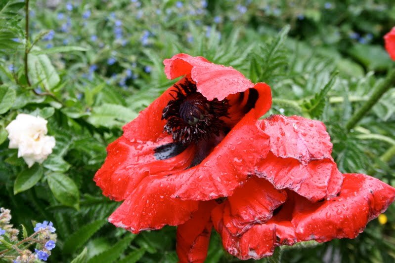 poppy