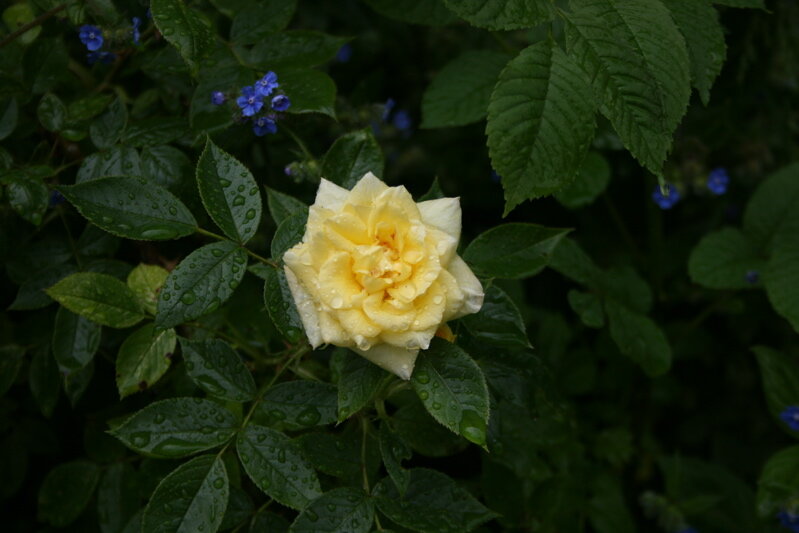 rose