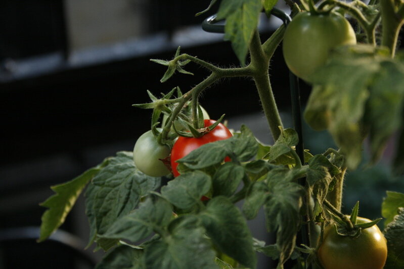 tomato (1)