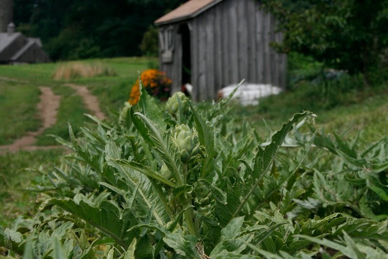 artichoke