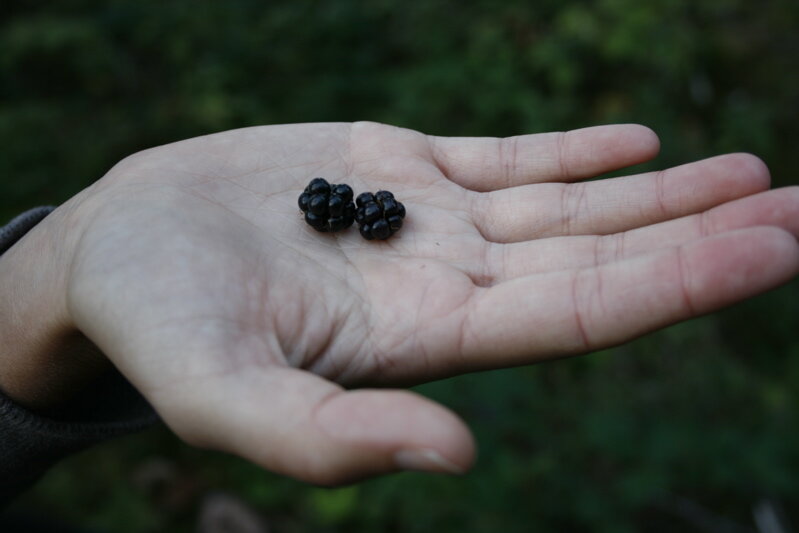 blackberries
