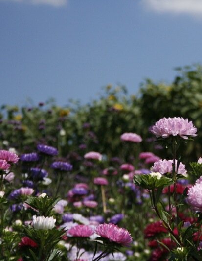 fieldflowers