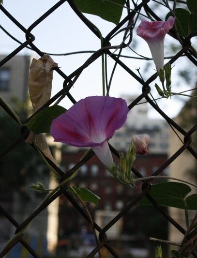 morningglory