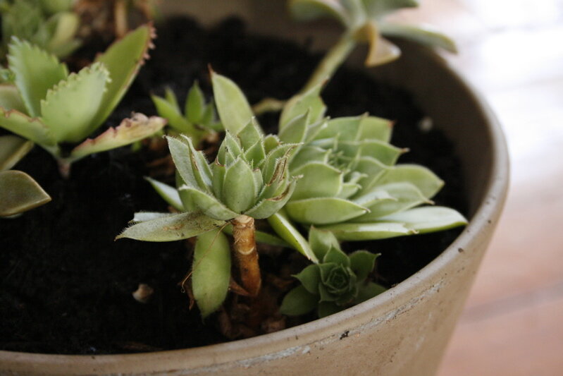 succulents