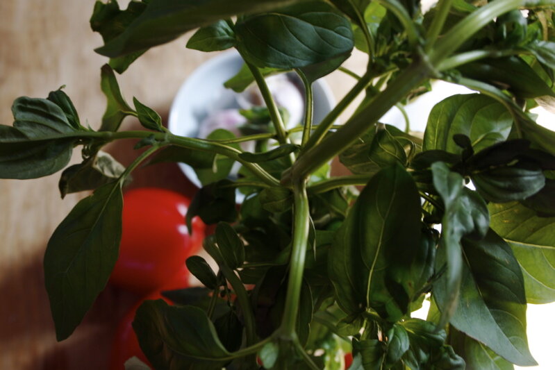 basil