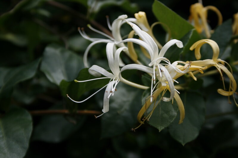 honeysuckle