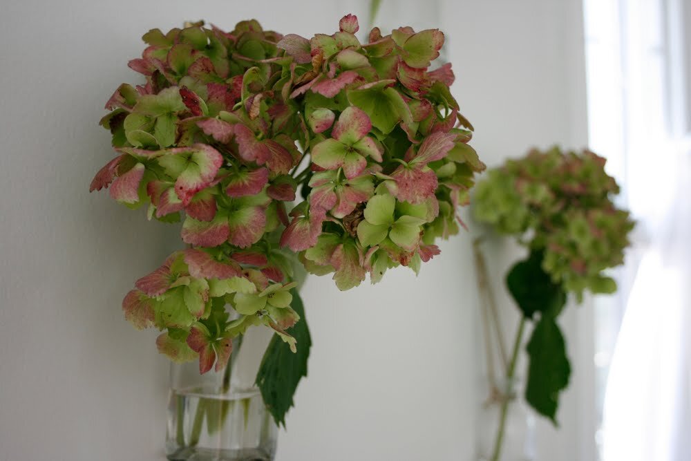 hydrangea