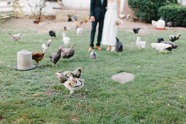 Erin-and-James-chickens