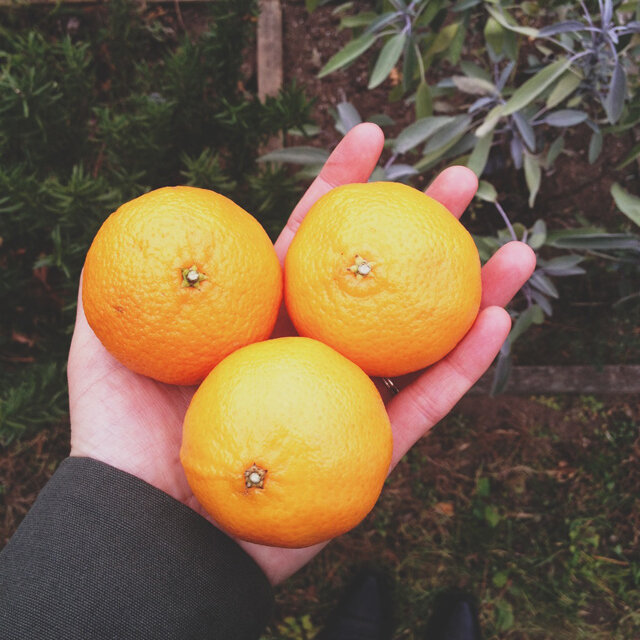 clementines