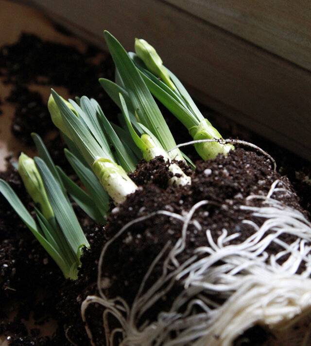 spring