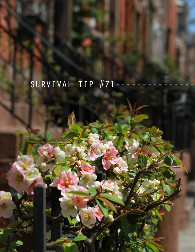 brownstones1888