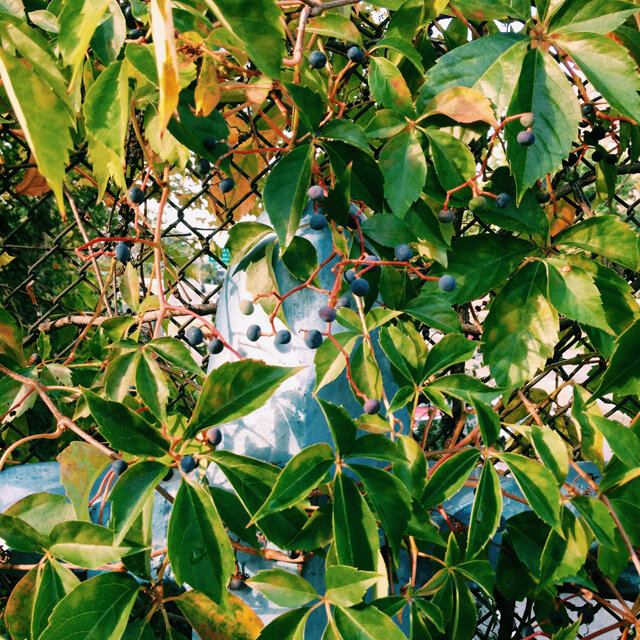 privet