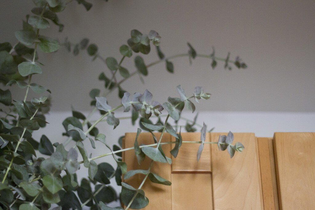 eucalyptus