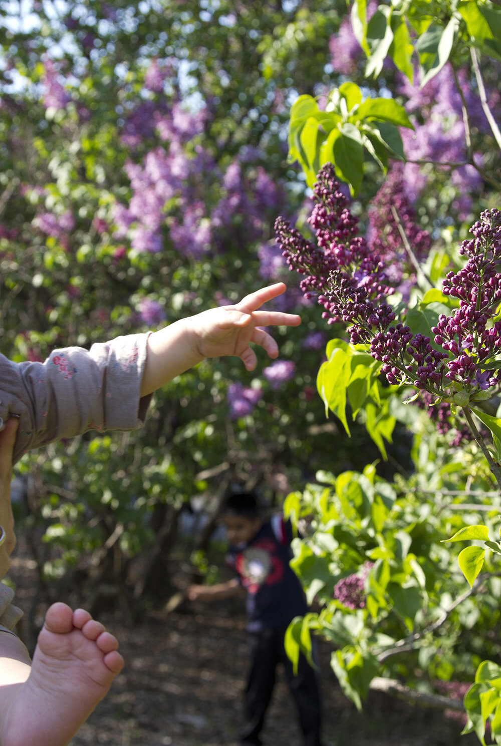 lilacs| reading my tea leaves