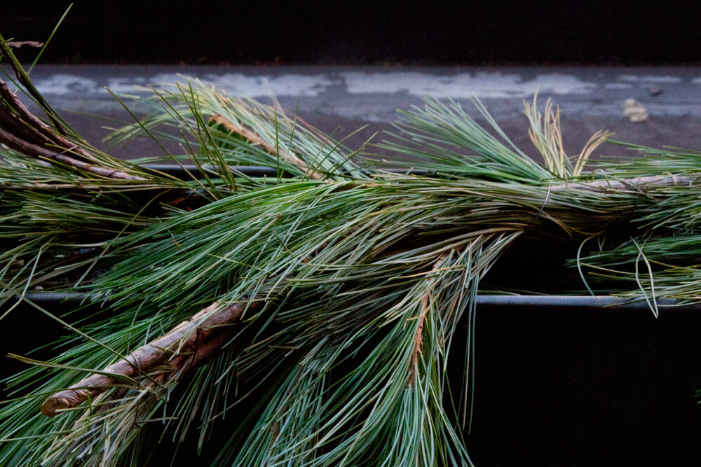 pine_reading_my_tea_leaves_0618