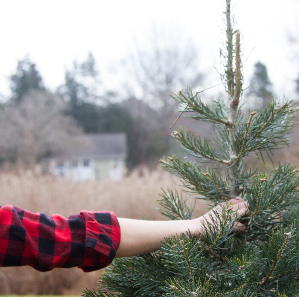 embracing winter with tradlands | reading my tea leaves