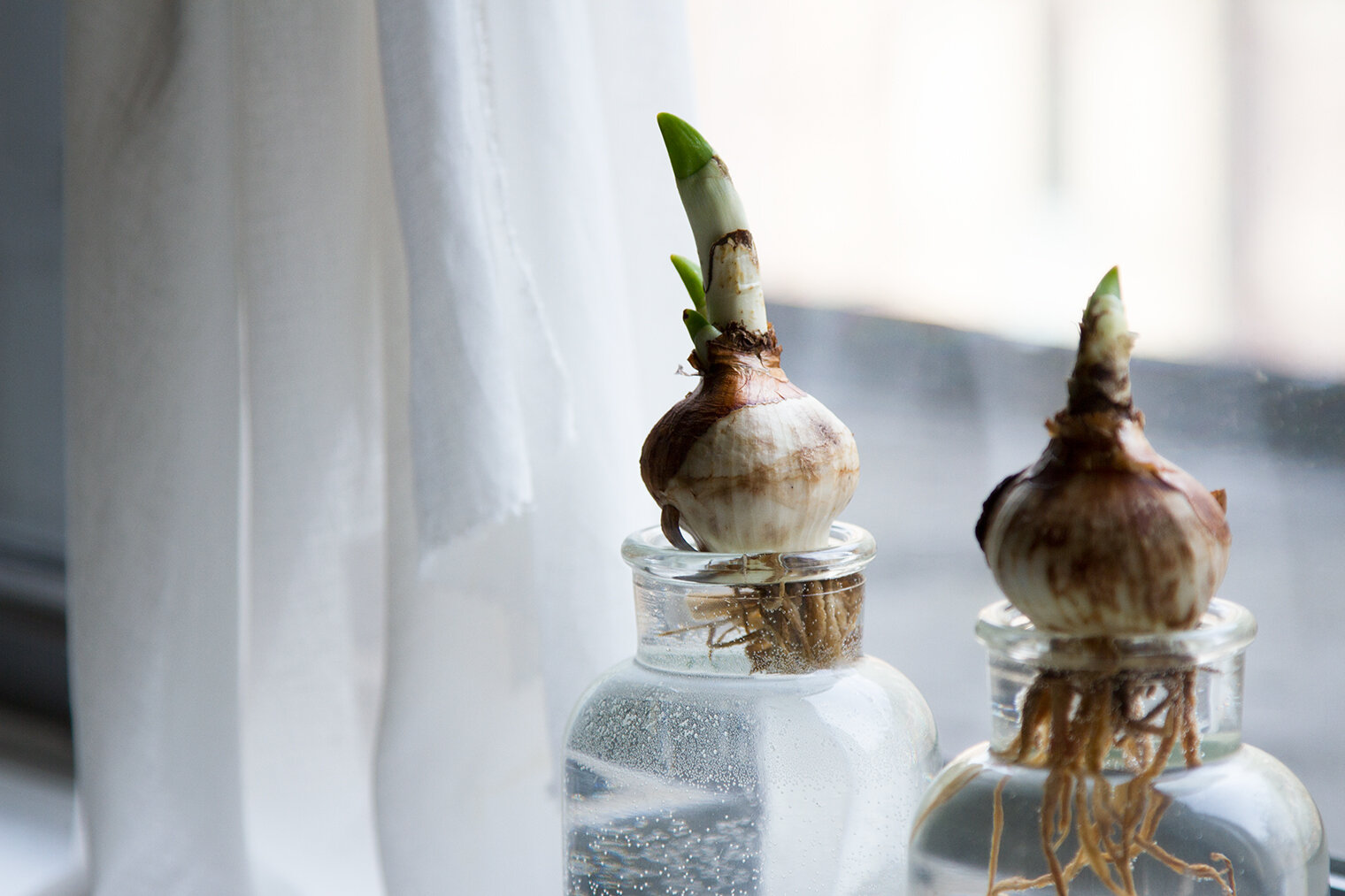 bulbs_reading_my_tea_leaves_IMG_3771