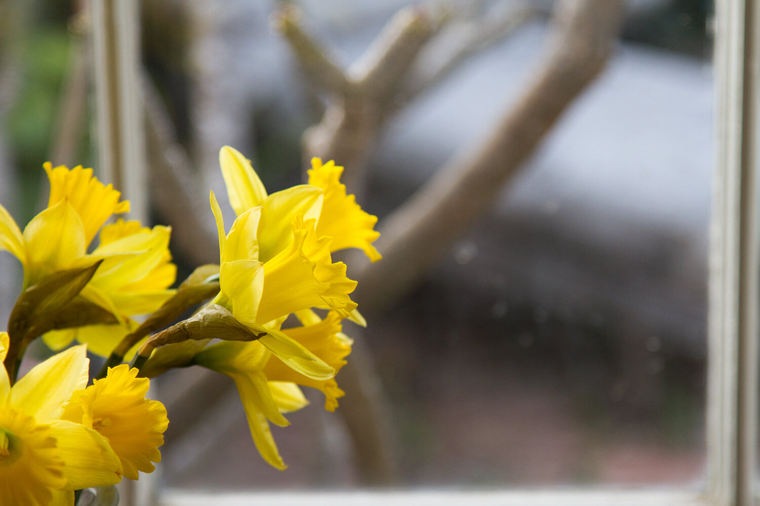 daffs_reading_my_tea_leaves_IMG_5442